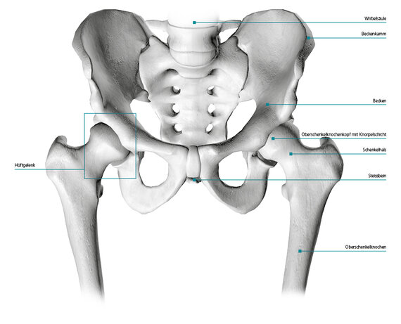 Structure et mécanique de l'articulation de la hanche