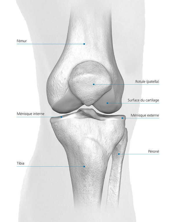 Structure et mécanique de l'articulation du genou