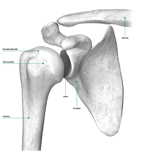 Structure et mécanique de l'articulation de l'épaule